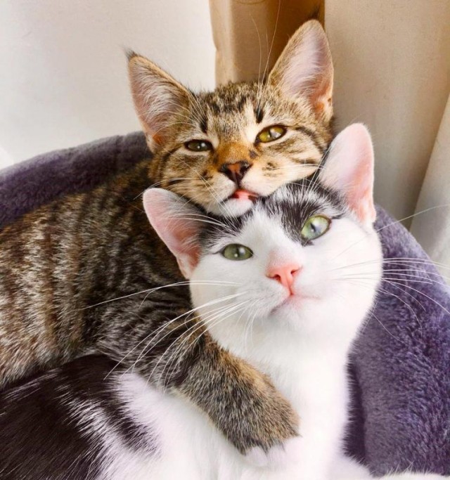 Кошачьи истории