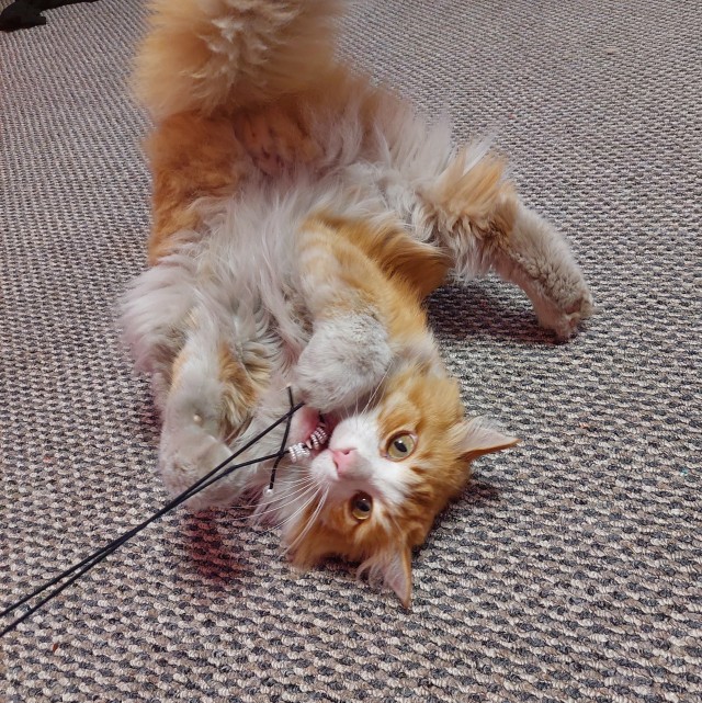Его зовут Кот