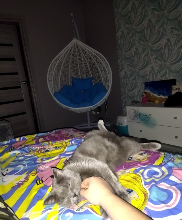 Коточетверг!