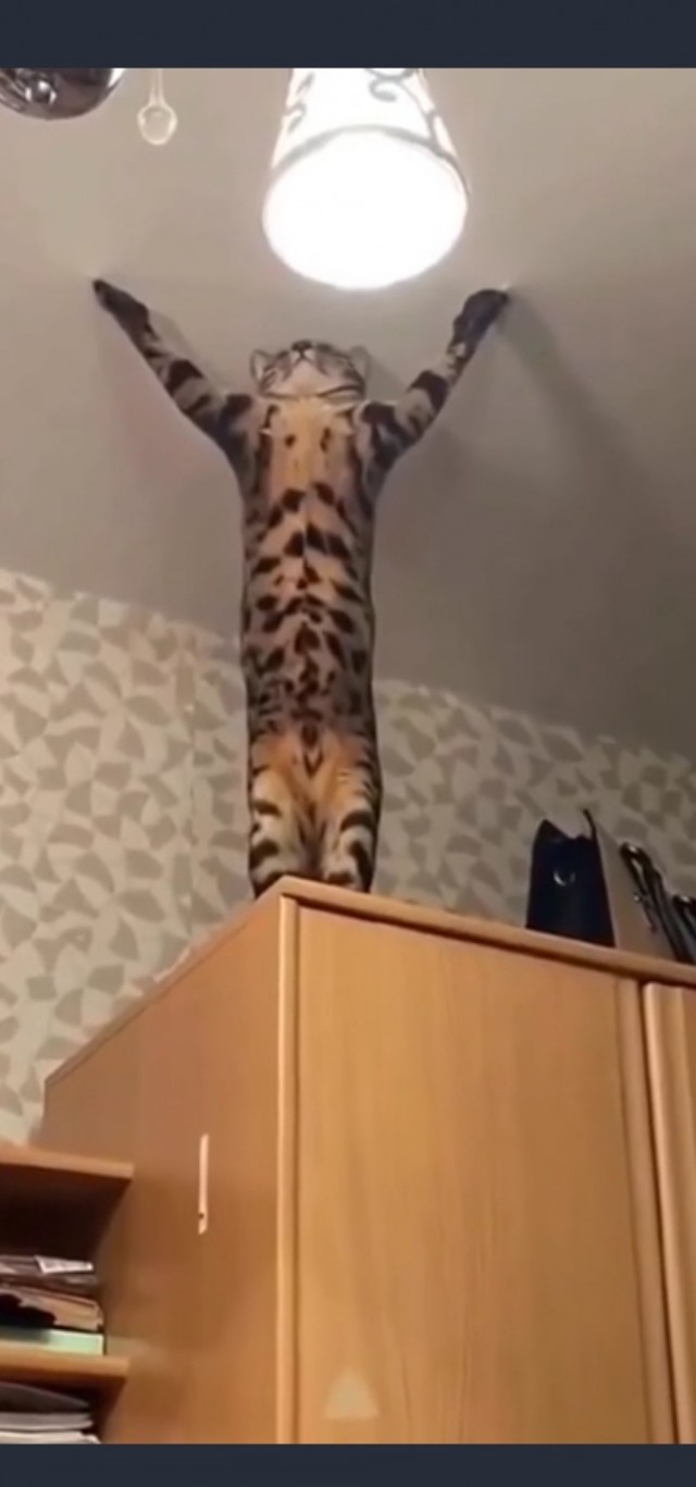 Сегодня всемирный день кошек!