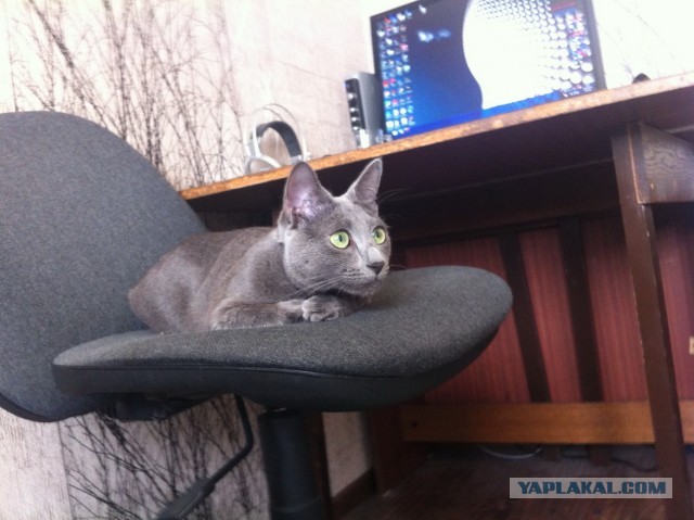 Наглость - второе счастье