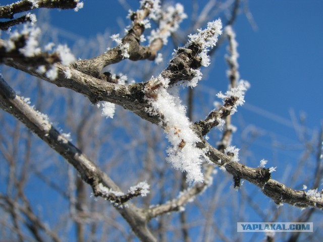 Мыльница