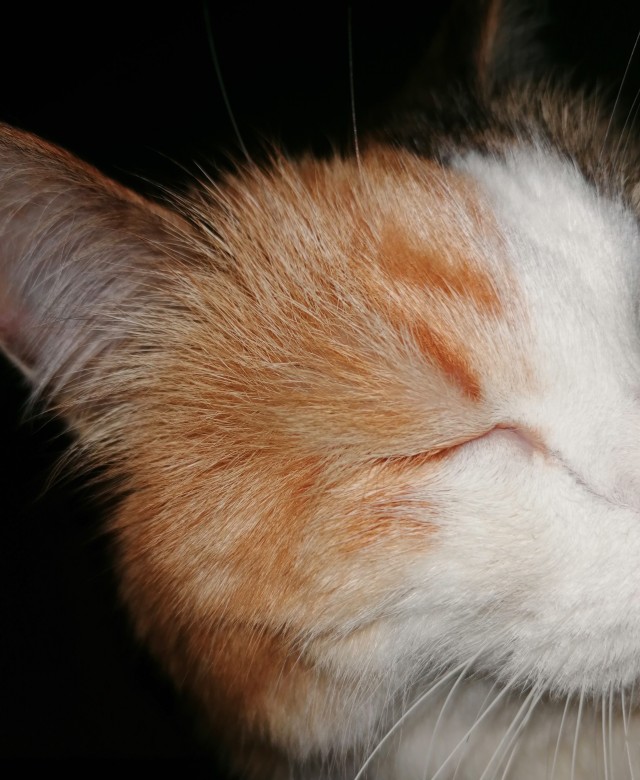 Котя моя. Ну и пусть собакочетверг!