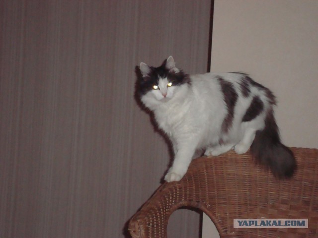 Котовторник 23.04.2013