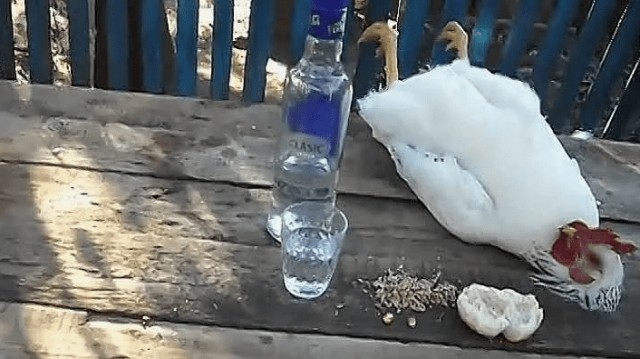 Как на Руси называли засидевшихся женихов...