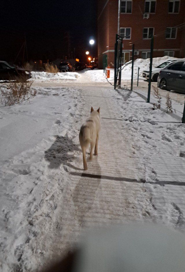 Собакен в ночи