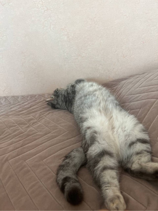 А в какой позе у вас спят кошки?