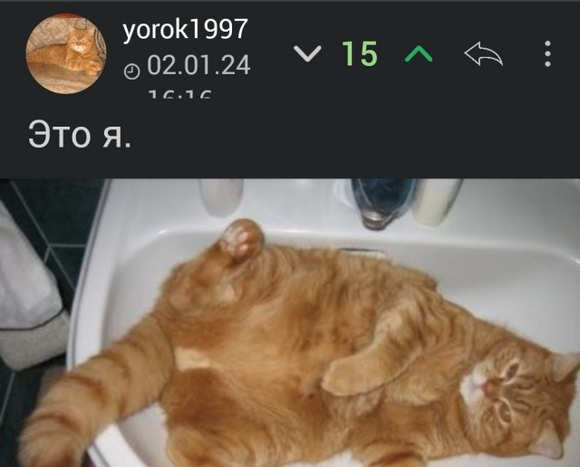Толстые коты