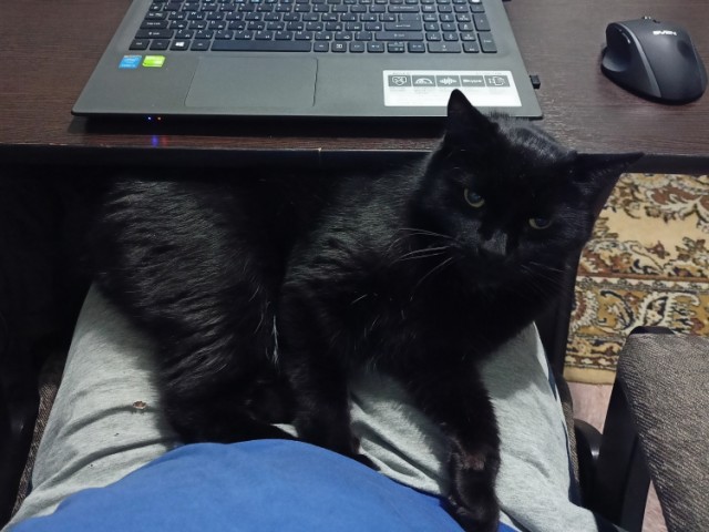 Всех с котовторником