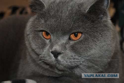 Ушёл на радугу наш кот Джоник.