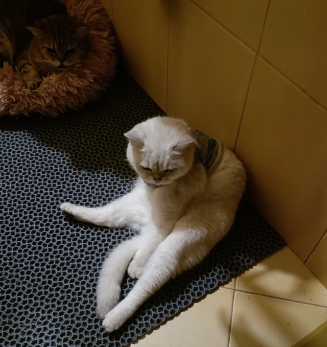 Котовторник