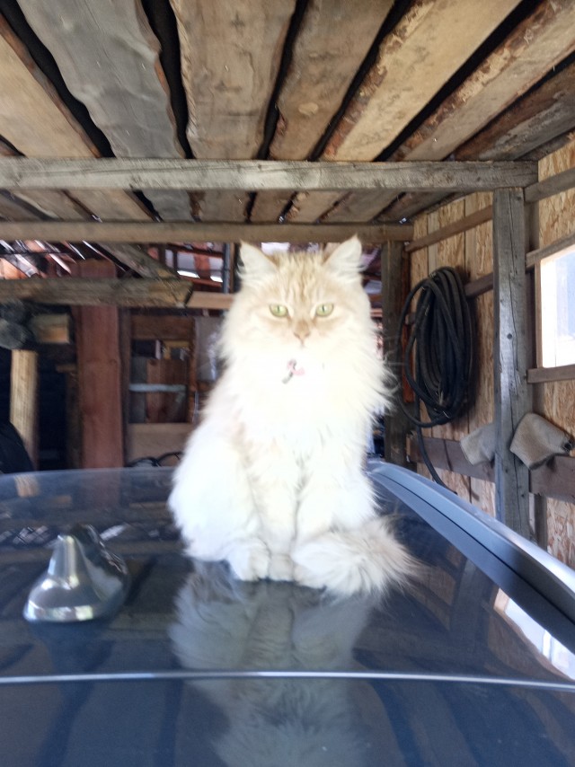 Котовторник!