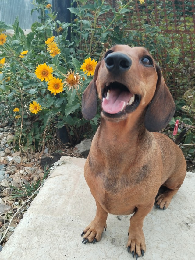 А у Даны д.р. Ей 10 лет!