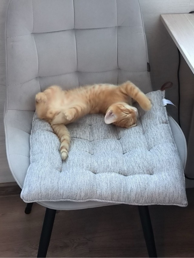 Жизнь с котом в одной картинке