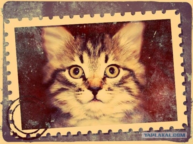 Котовторник 04.06.2013