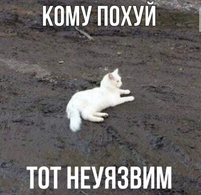 Прикольные и просто красивые картинки 27.12.2024