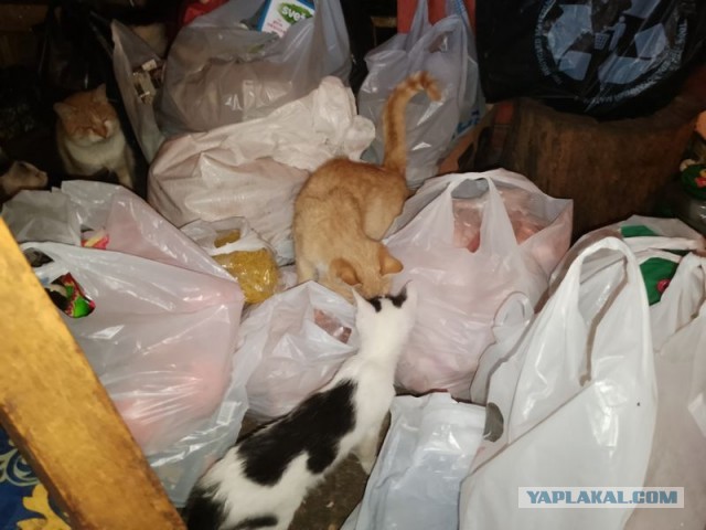 Жизнь домашнего приюта для котеек 526
