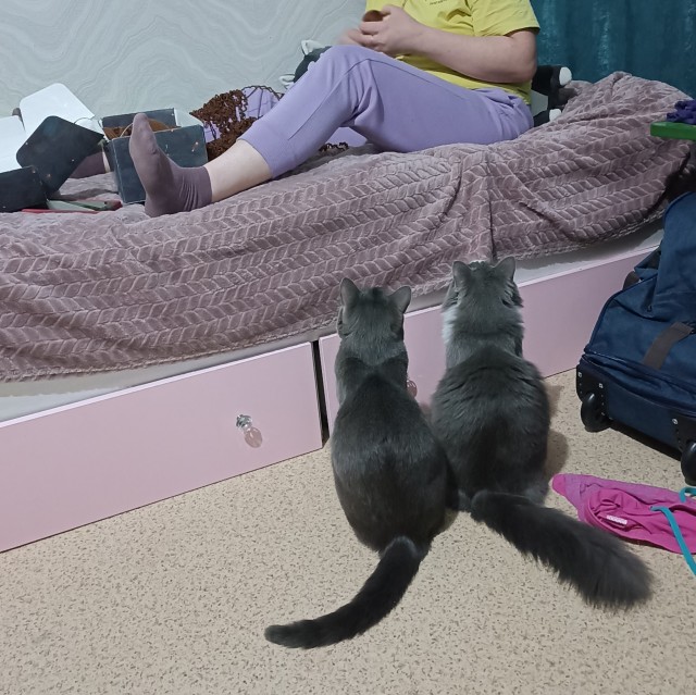 Нефотогеничный кот