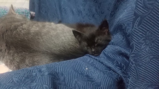 Котофторнег же!!!