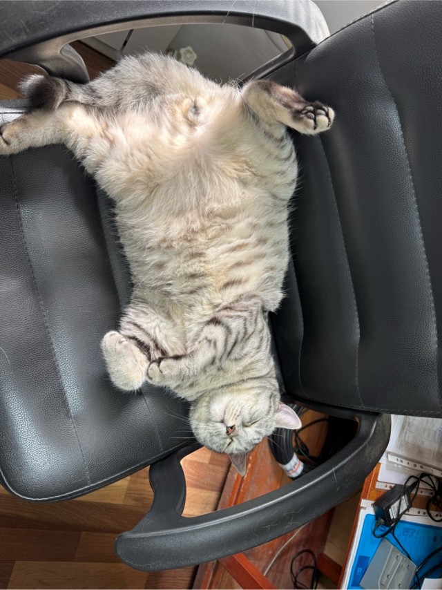 Котик из мусорного бака