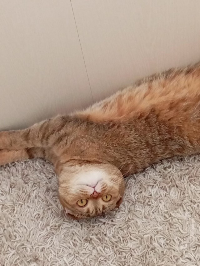 Котовторник