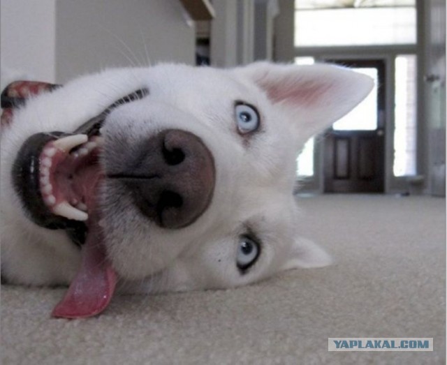 The Badpiper - Thunderstruck