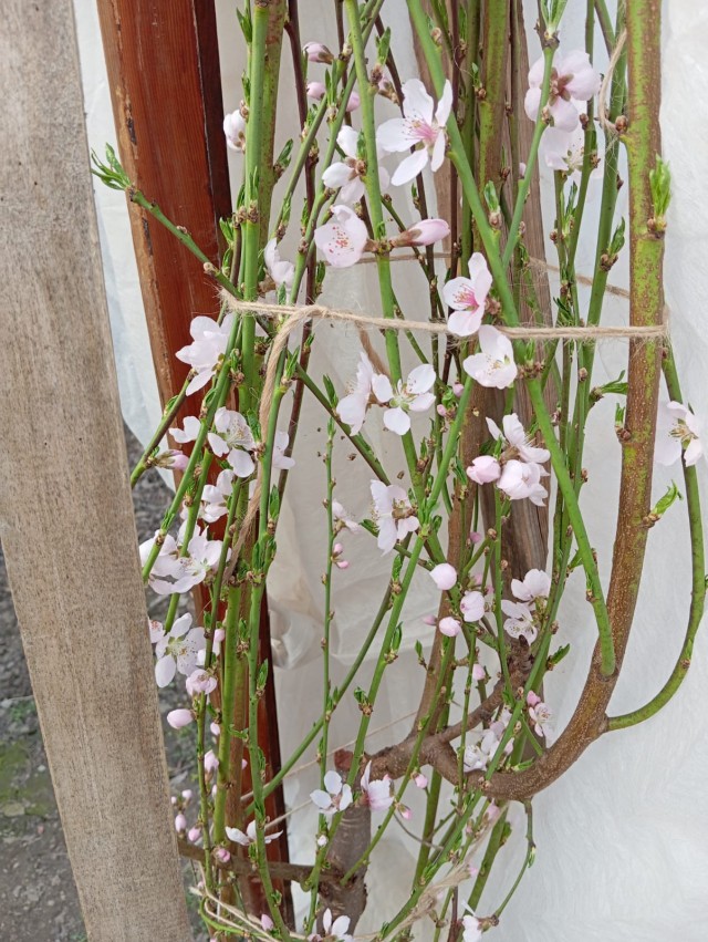 Подмосковный персик