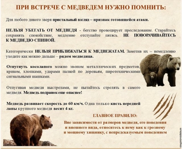 В Канаде шпиц поборол медведя и выгнал хищника из своего дома