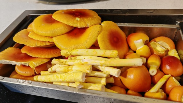 Цезарский гриб дальневосточный - поход за грибами