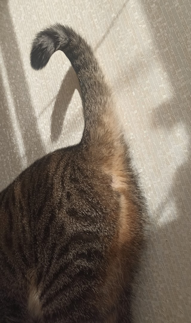 Я месть, я ночь, я отчаянно скидываю вещи со столов... (котовторник)