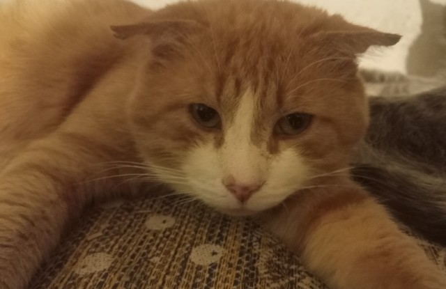 Кот на кухне