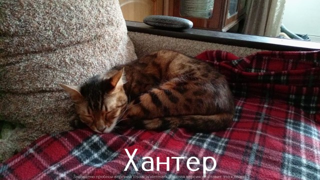 Жизнь домашнего приюта "Котоленд" 525