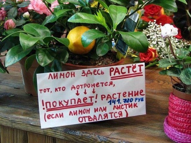 Аспарагусы