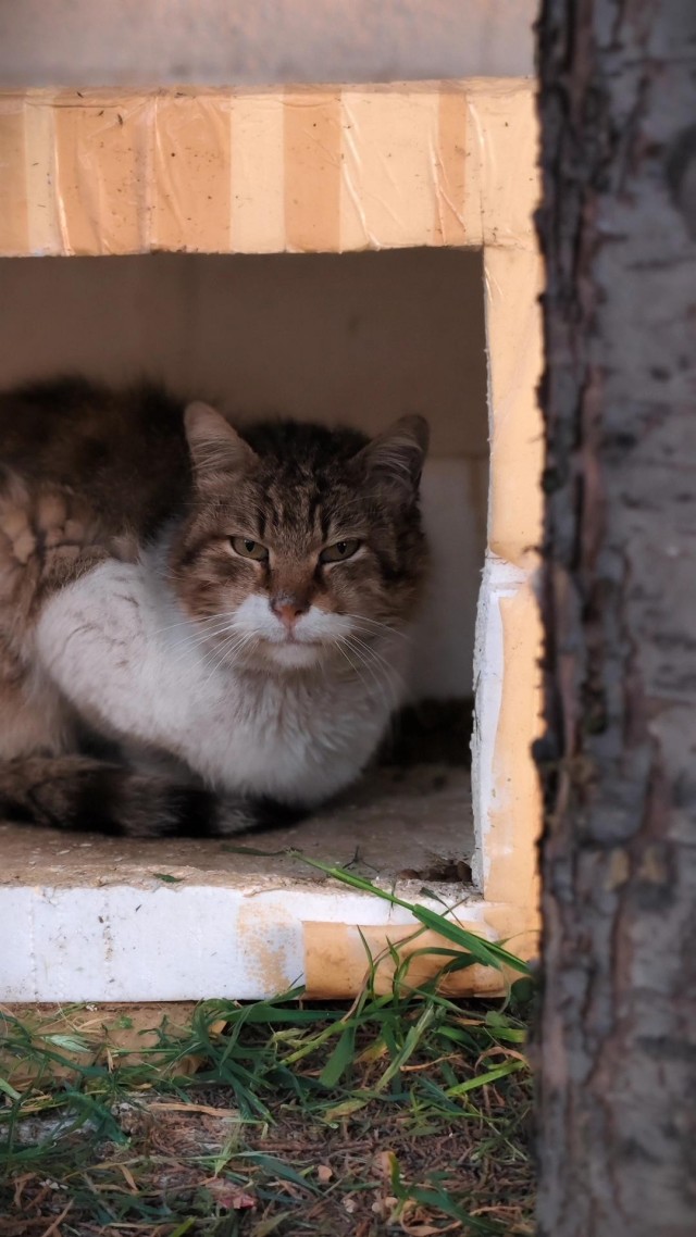 Уличные кошки Стамбула