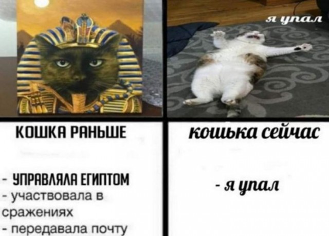 Египетский студент взял свою кошку на выпускной, потому что она не спала ночами, когда он готовился к экзаменам.