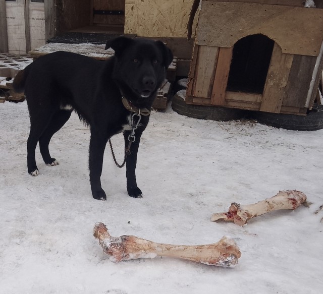 К собако четвергу