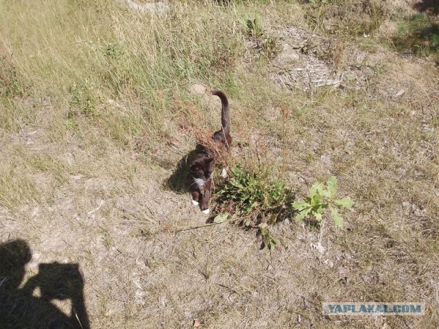 Жизнь домашнего приюта для котеек 580