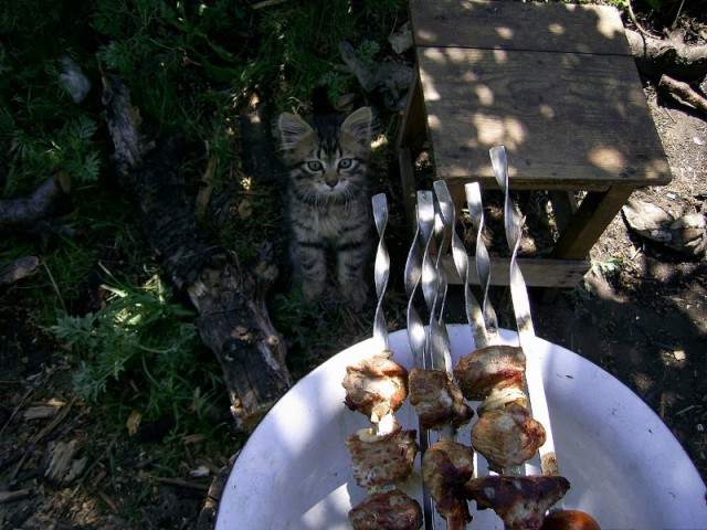 Котёнок на шашлыках!