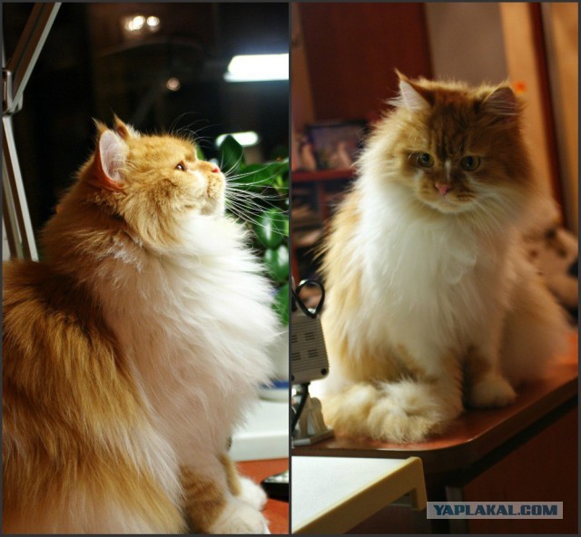 Котовторник 21.10.2014