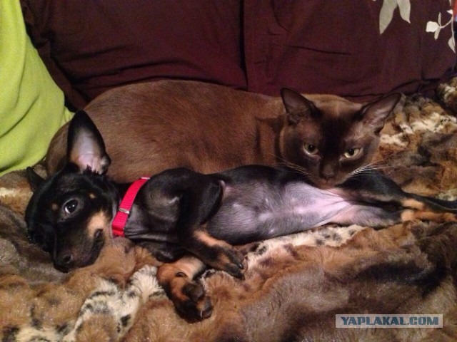 Котовторник 20.01.2015