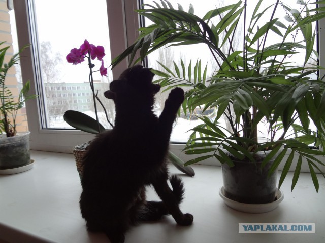 Котовторник