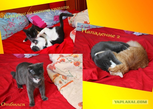 Котовторник 12.03.13