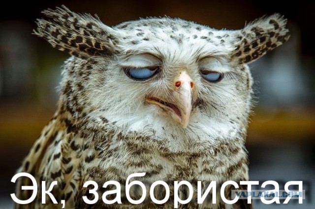 Совы тоже могут в мемы