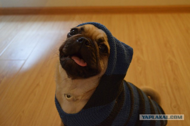 Собакочетверг