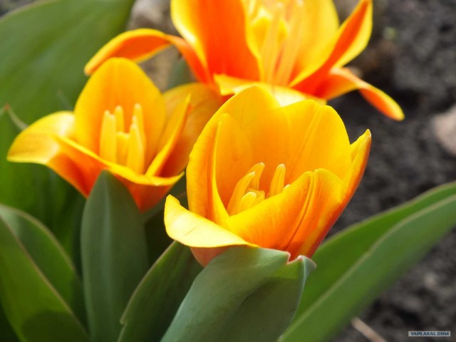 Золотая осень