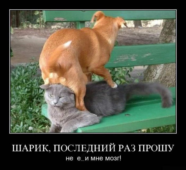 Прикольные картинки и демотиваторы