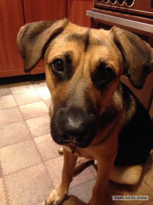 Собакочетверг же, ау!