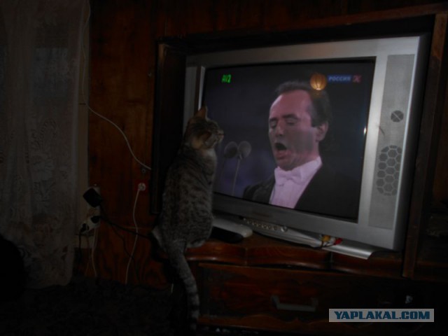 Жизнь домашнего приюта для котеек 95