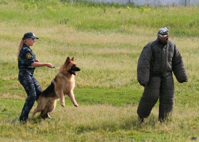 Собакочетвергу посвящается