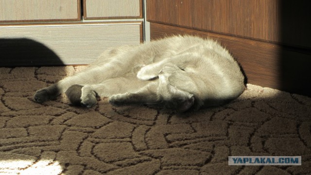 Котовторник 30.08.2016